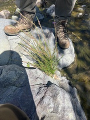 Lythrum californicum