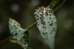 Anthocoptini