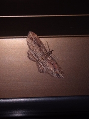 Chloroclystis filata