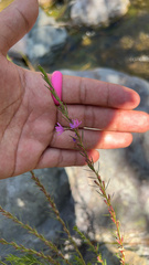 Lythrum californicum