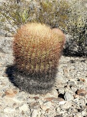 Ferocactus cylindraceus