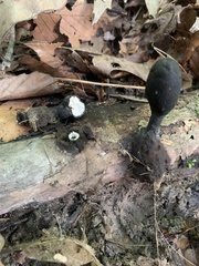 Xylaria longipes