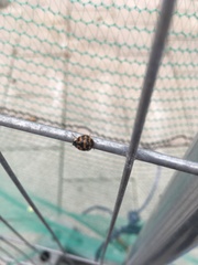Harmonia axyridis