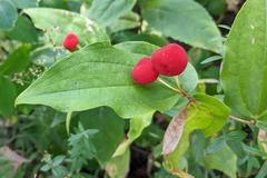 Prosartes trachycarpa