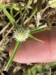Cyperus sesquiflorus
