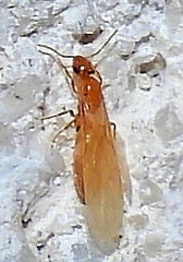 Brachymyrmex depilis