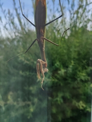 Tenodera sinensis