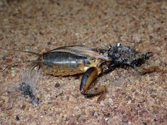 Gryllotalpa gryllotalpa