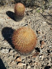 Ferocactus cylindraceus