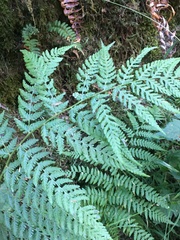 Dryopteris expansa