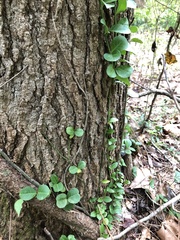 Euonymus fortunei