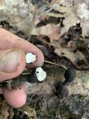 Xylaria longipes