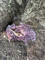 Chondrostereum purpureum