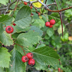 Crataegus chrysocarpa