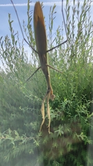 Tenodera sinensis