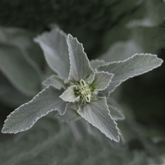 Marrubium incanum
