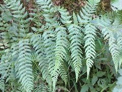Dryopteris expansa