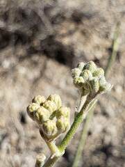 Asclepias subulata