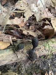 Xylaria longipes