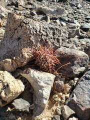 Ferocactus cylindraceus