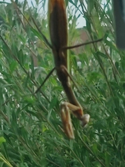 Tenodera sinensis