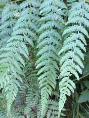 Dryopteris expansa