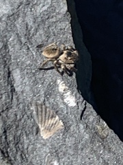 Habronattus borealis