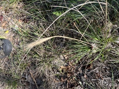 Elymus canadensis