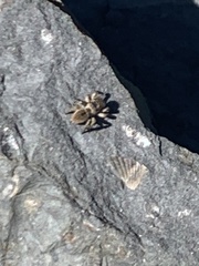 Habronattus borealis