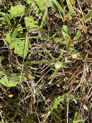 Cyperus sesquiflorus