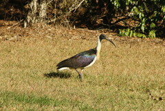 Threskiornis spinicollis