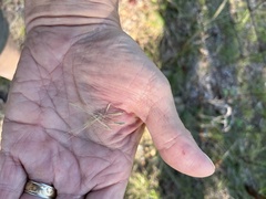 Elymus canadensis