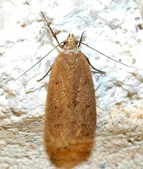 Inga obscuromaculella
