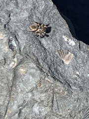 Habronattus borealis