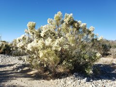 Baccharis sarothroides