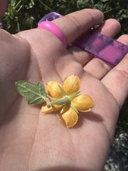 Mentzelia oligosperma