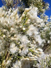 Baccharis sarothroides