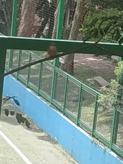 Pyrocephalus rubinus