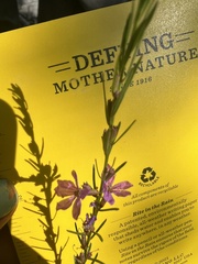 Lythrum californicum