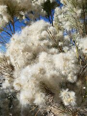 Baccharis sarothroides