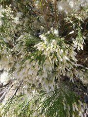 Baccharis sarothroides