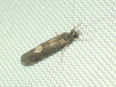 Hydropsychinae