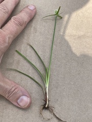 Cyperus sesquiflorus