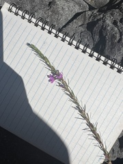 Lythrum californicum