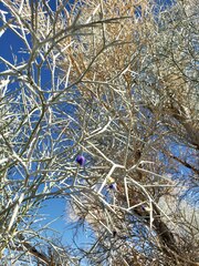 Psorothamnus spinosus