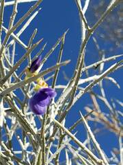 Psorothamnus spinosus