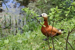 Tadorna ferruginea