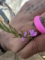 Lythrum californicum