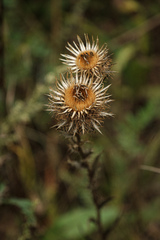 Carlina biebersteinii