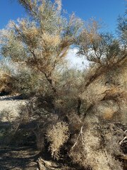 Psorothamnus spinosus